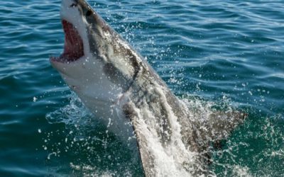 How Can You Be Safe From Sharks When Surfing